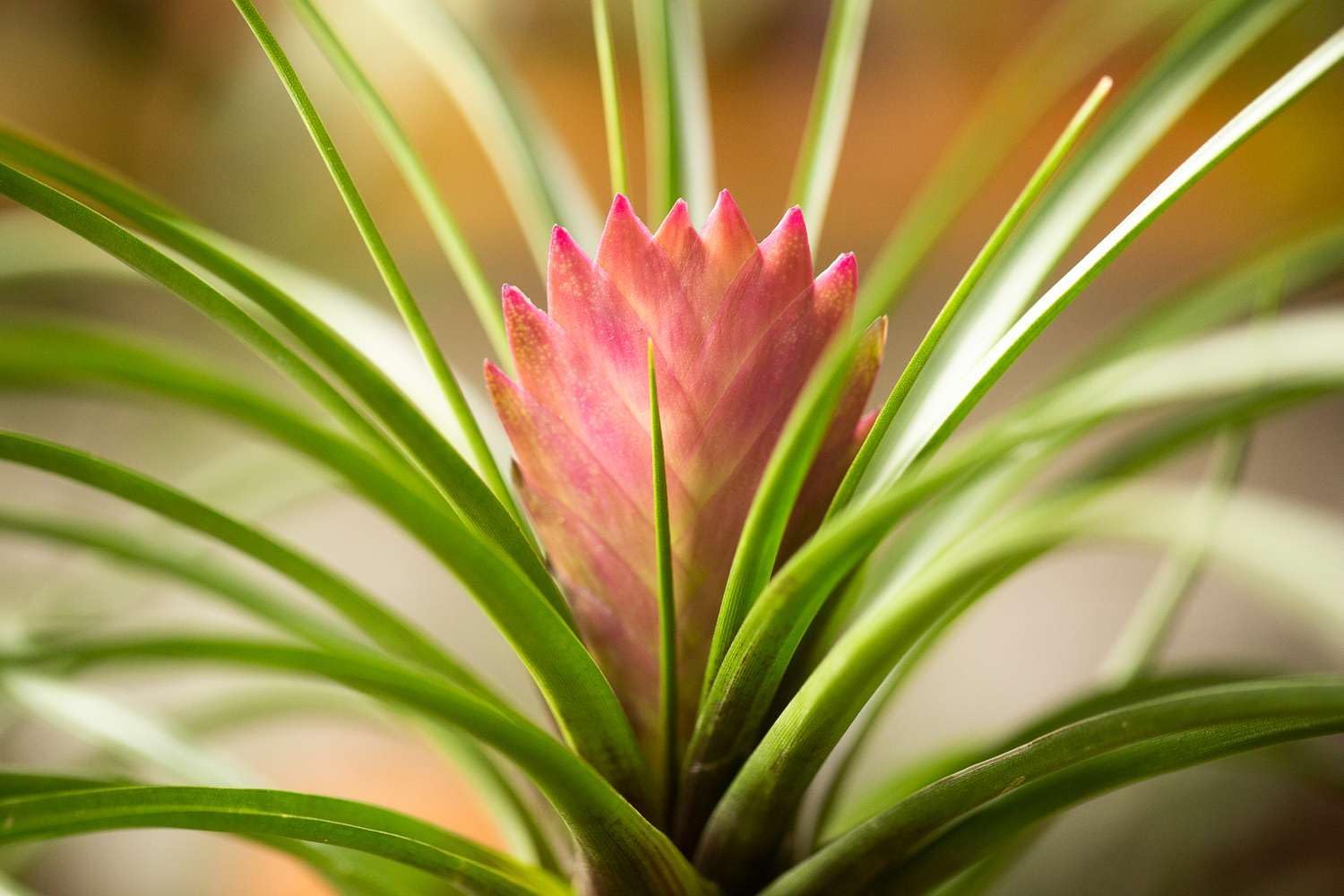 Heirloom Non-GMO Tillandsia Cyanea Flower Seeds for Planting – Pink Quill Air Plant Blooms - Non-GMO for planting in home garden